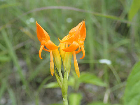 Image of Platycoryne buchananiana (Kraenzl.) Rolfe