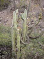 Image of Bolivian Torch Cactus