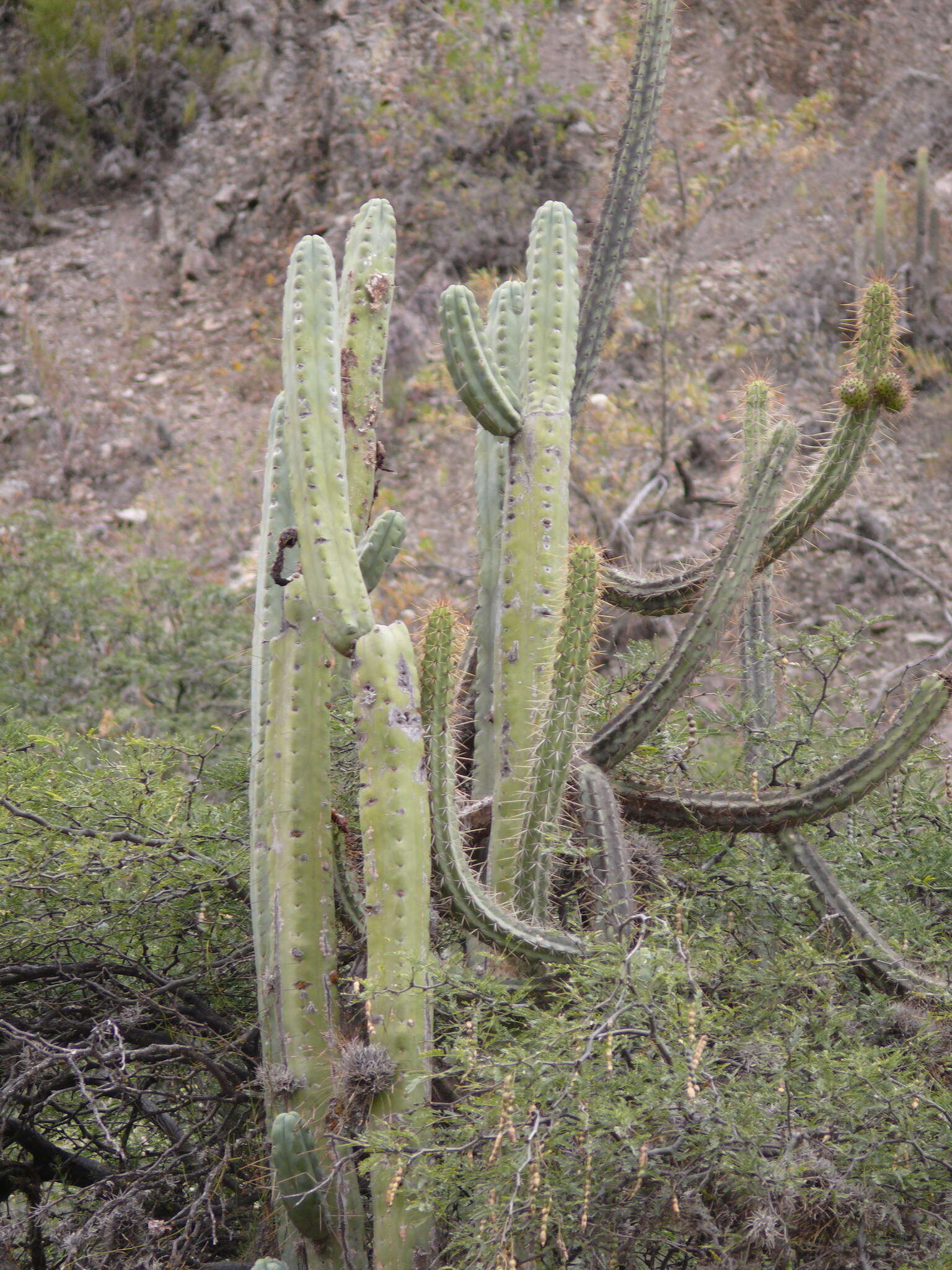 Image of Bolivian Torch Cactus