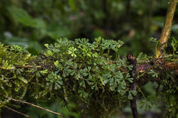 Sivun Elaphoglossum peltatum f. flabellatum (Humb. & Bonpl. ex Willd.) Mickel kuva