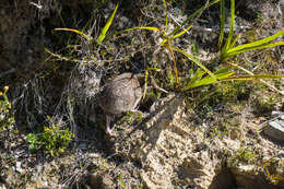 Image of Great Spotted Kiwi