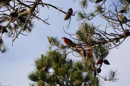 Image of Eastern Rosella