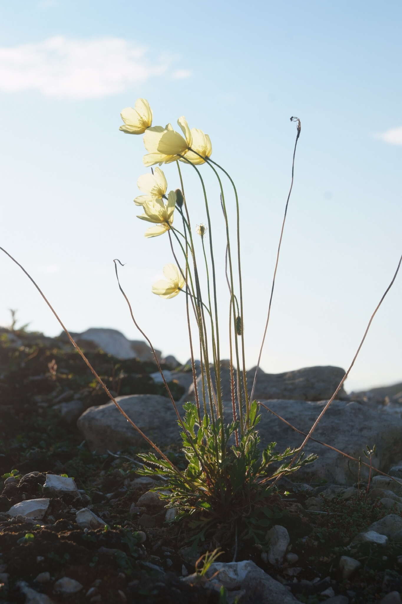 Слика од Papaver pulvinatum subsp. lenaense A. I. Tolmachev