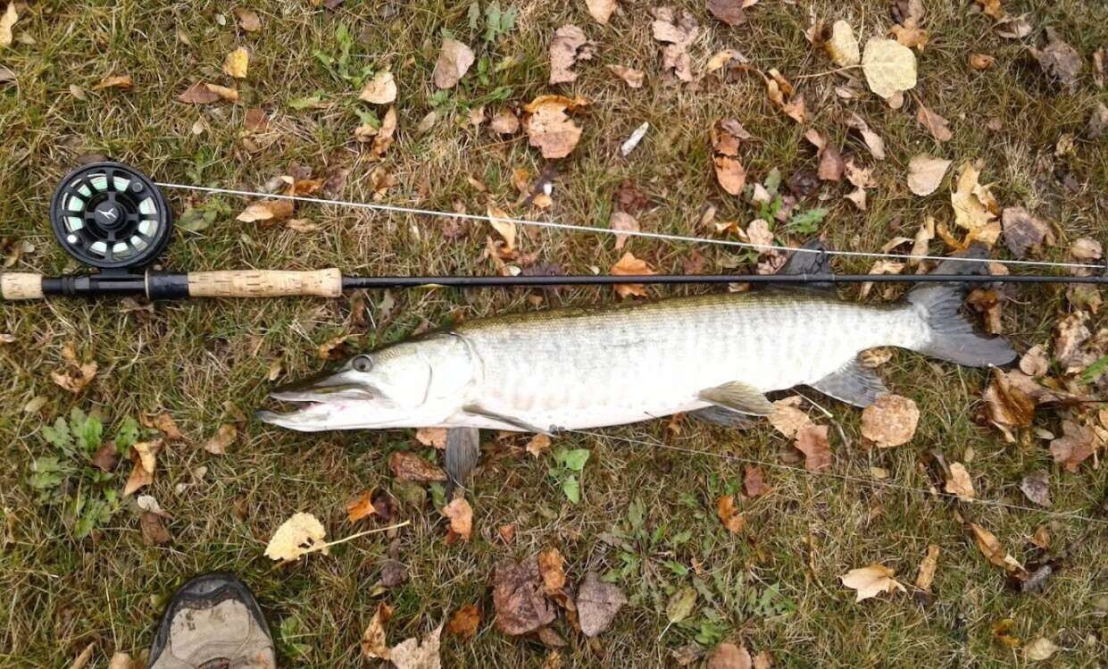 Image of Muskellunge