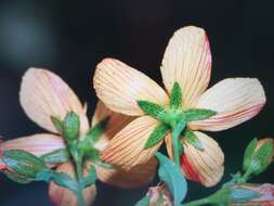 Слика од Hypericum australe Ten.
