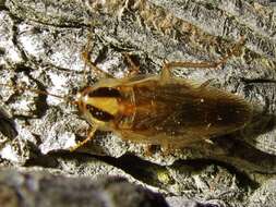 Image of Field Cockroach