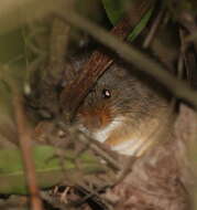 Image of rufous-nosed rat