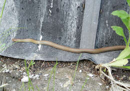 Image of Burrowing Ratsnake