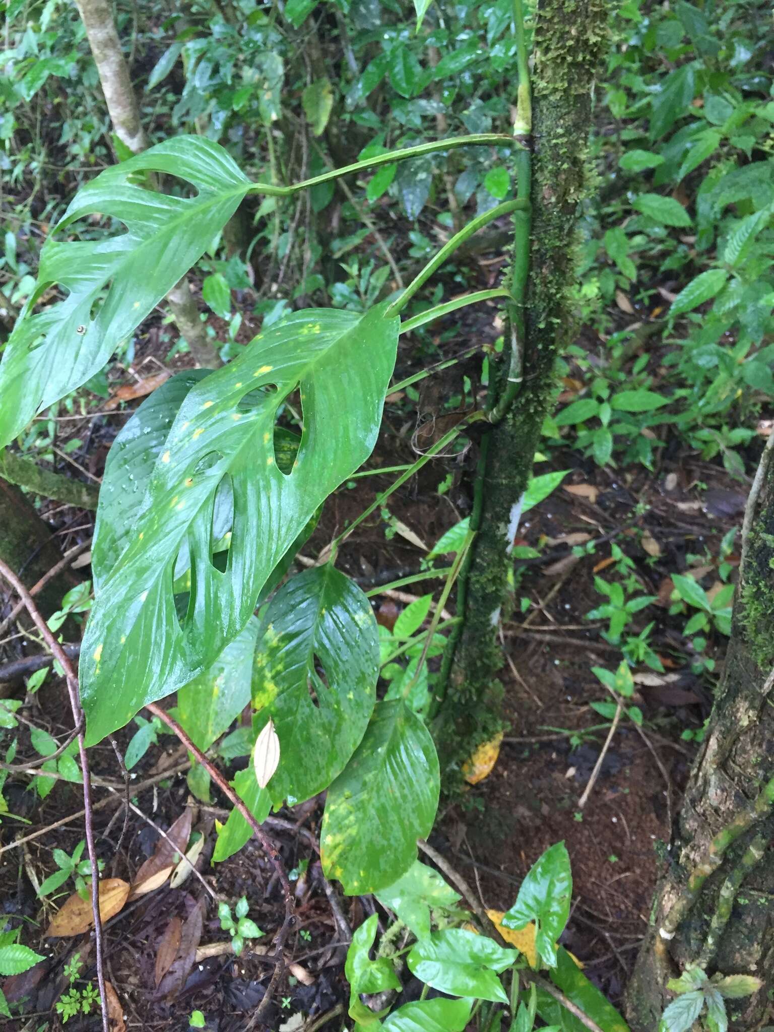 Image of Adanson's monstera