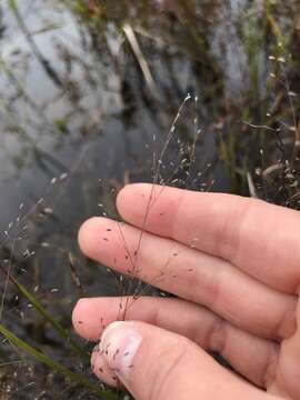 Image of bog muhly