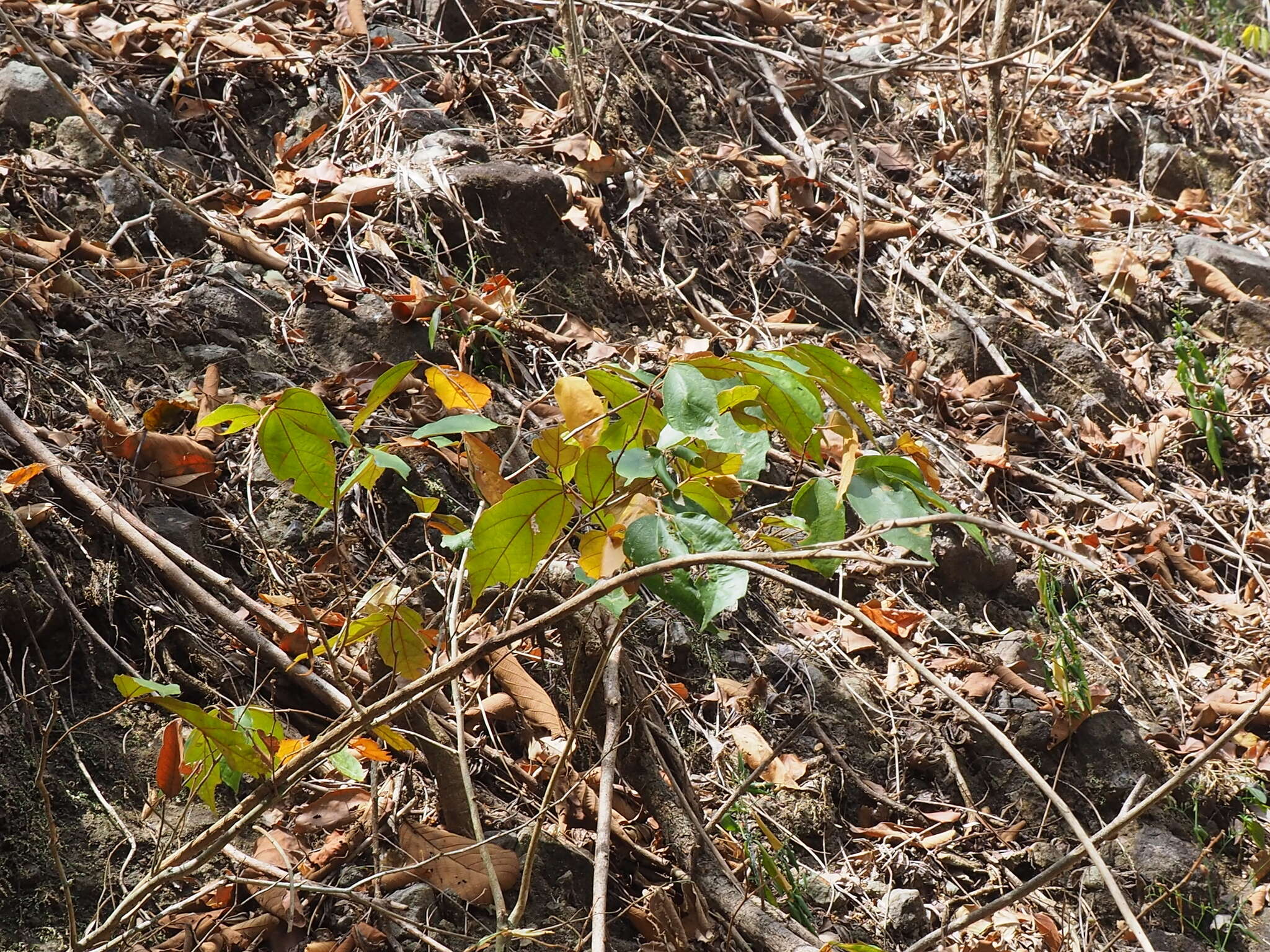 Image of Schoutenia ovata Korth.