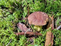 Image de Butyriboletus brunneus (Peck) D. Arora & J. L. Frank 2014