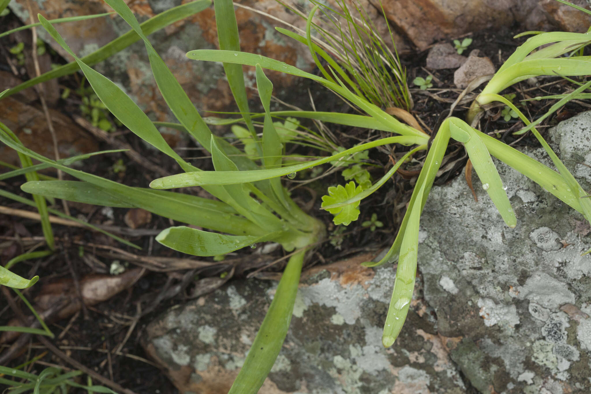 Image of Allium spirale Willd.