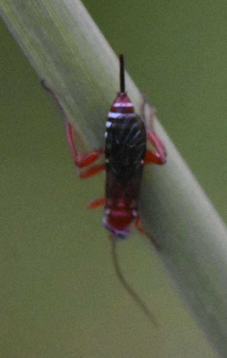 Image of Pimpla marginella Brulle 1846