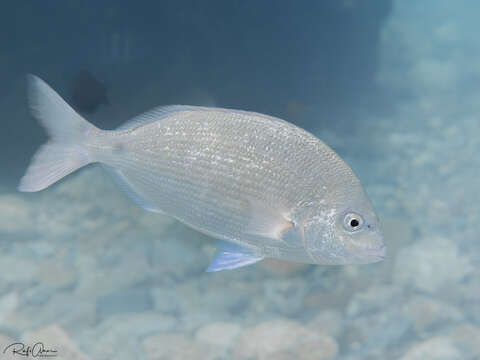 Image of Arabian pinfish