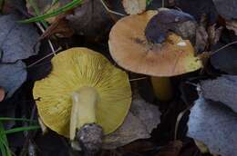 Image of Tricholoma frondosae Kalamees & Shchukin 2001