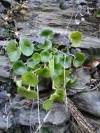 Image of Umbilicus rupestris (Salisb.) Dandy