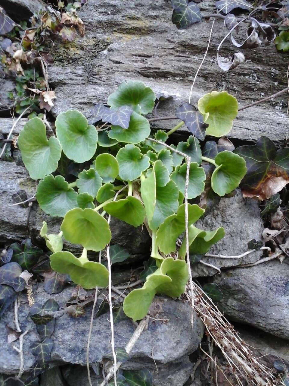 Image of Umbilicus rupestris (Salisb.) Dandy