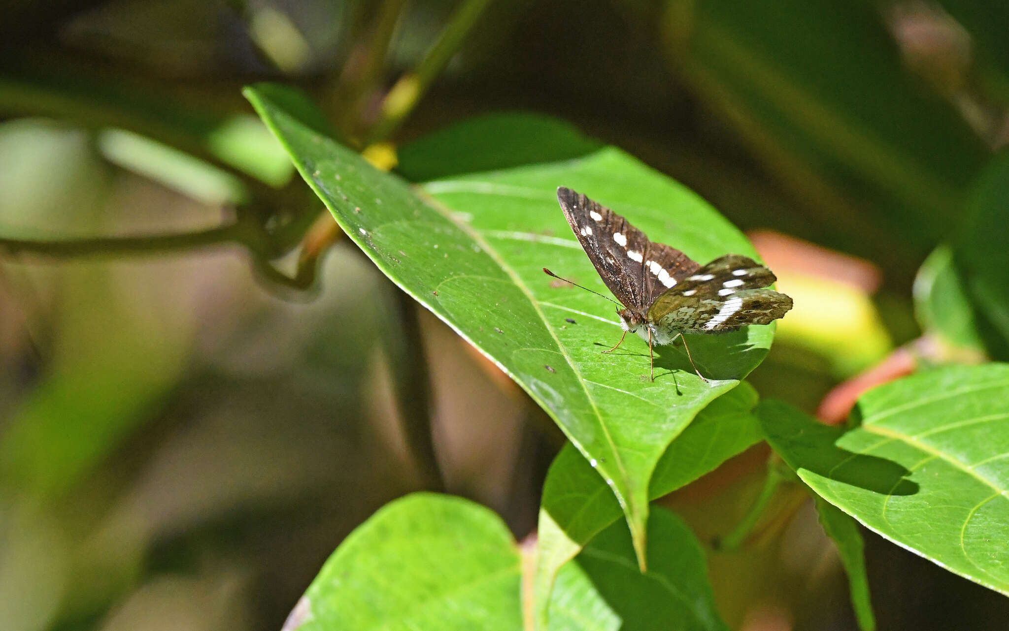 Image of Janatella fellula Schaus 1902