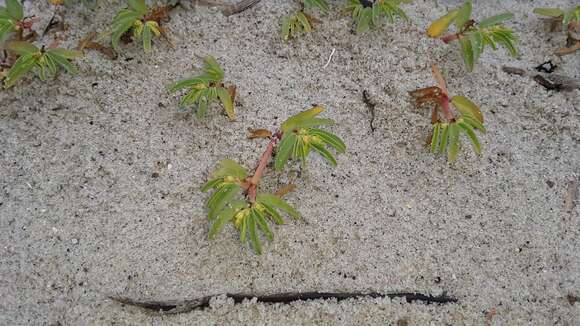 صورة Euphorbia polygonifolia L.