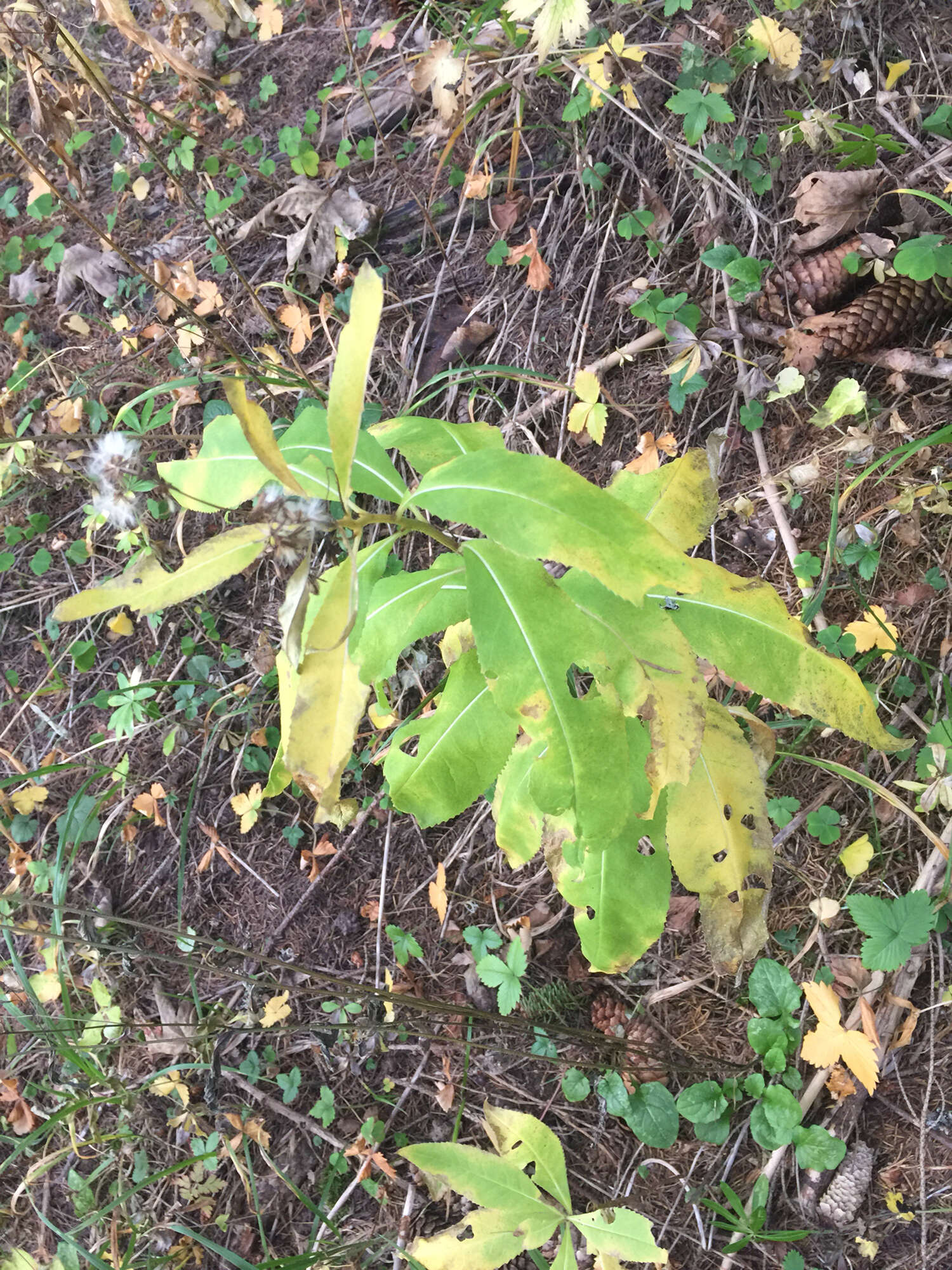 Image of rattlesnakeroot