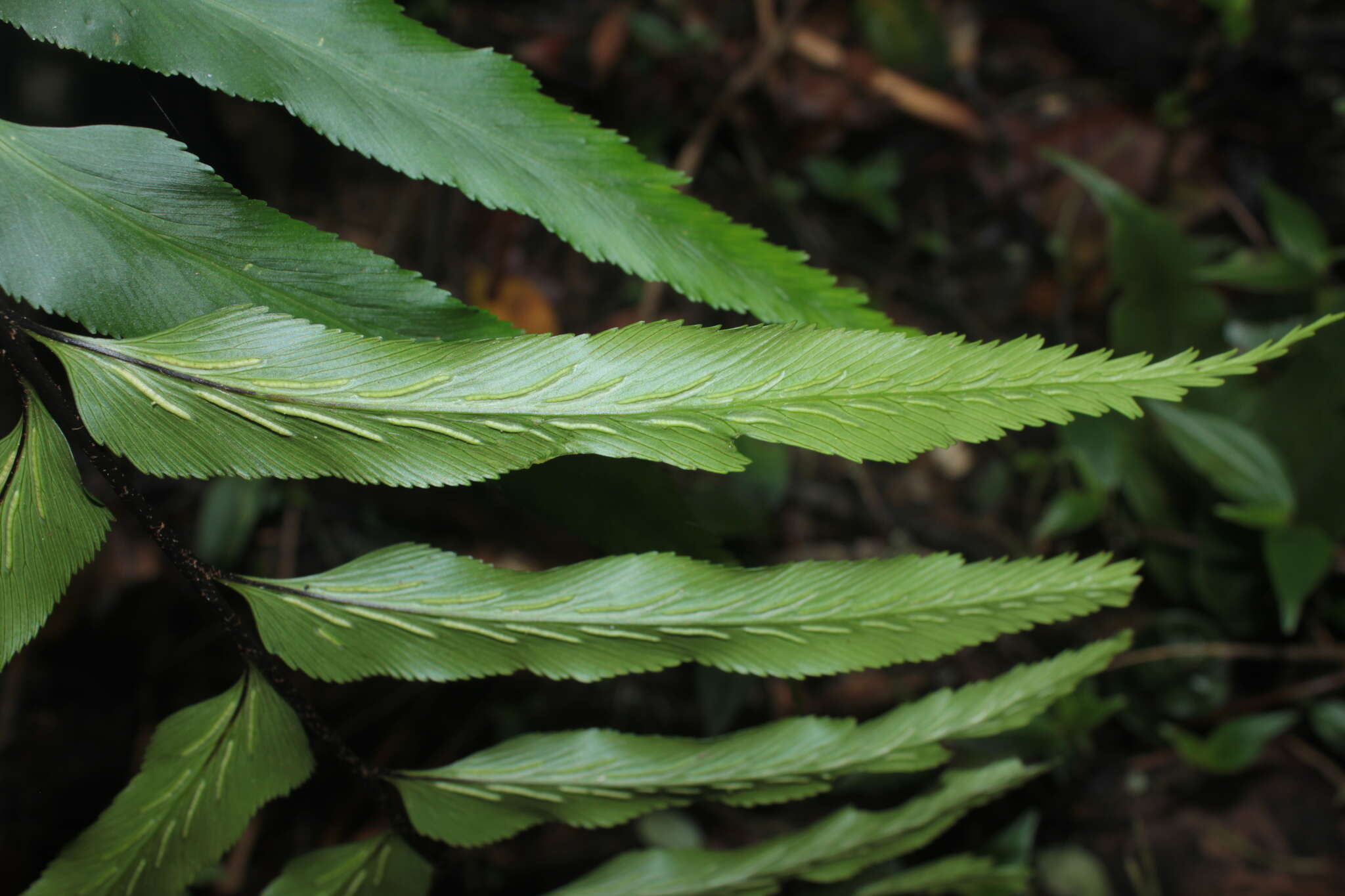 Image de Asplenium serra Langsd. & Fischer