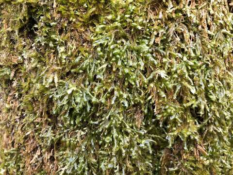 Image of homalia moss