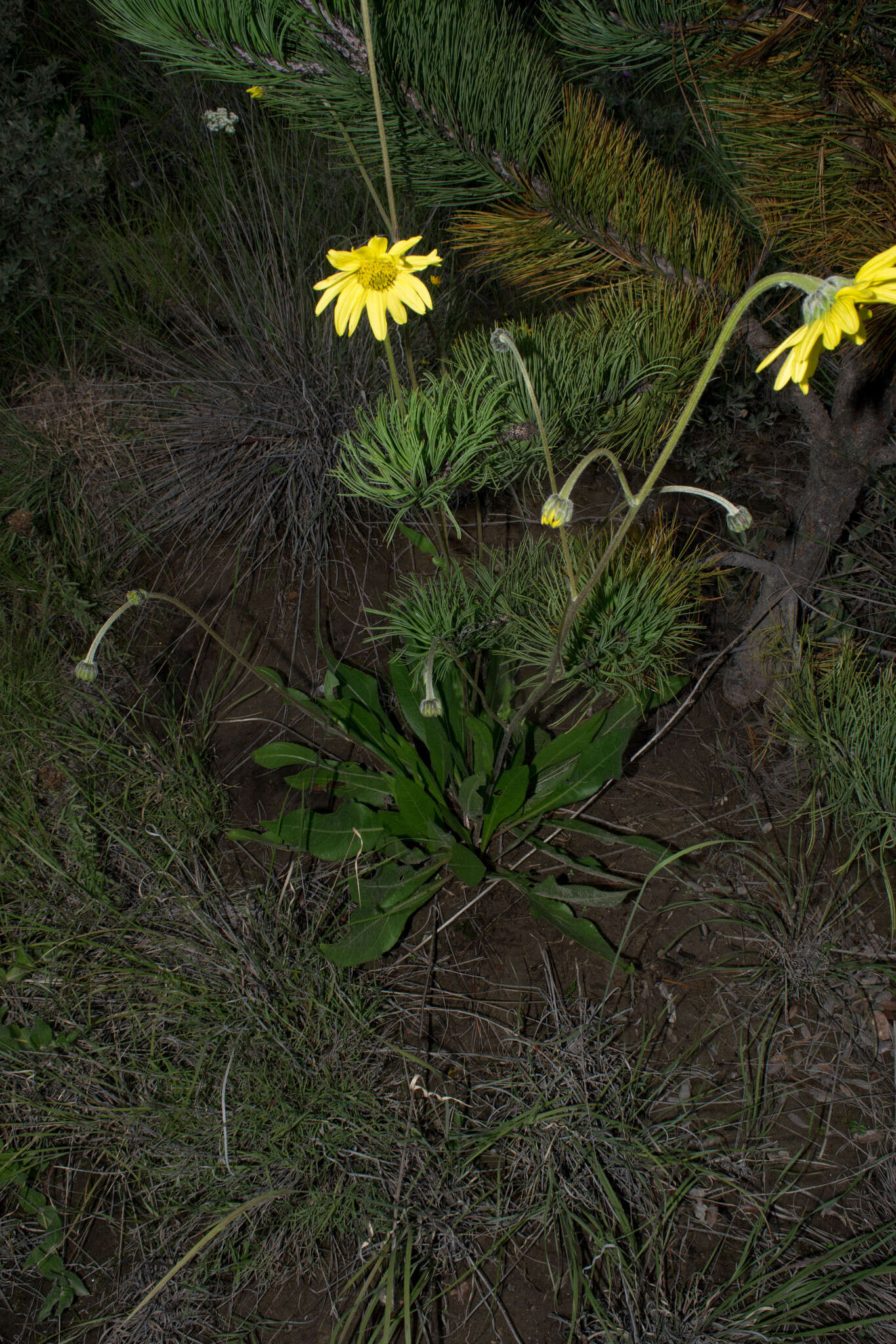 Image of Iostephane madrensis (S. Wats.) J. L. Strother