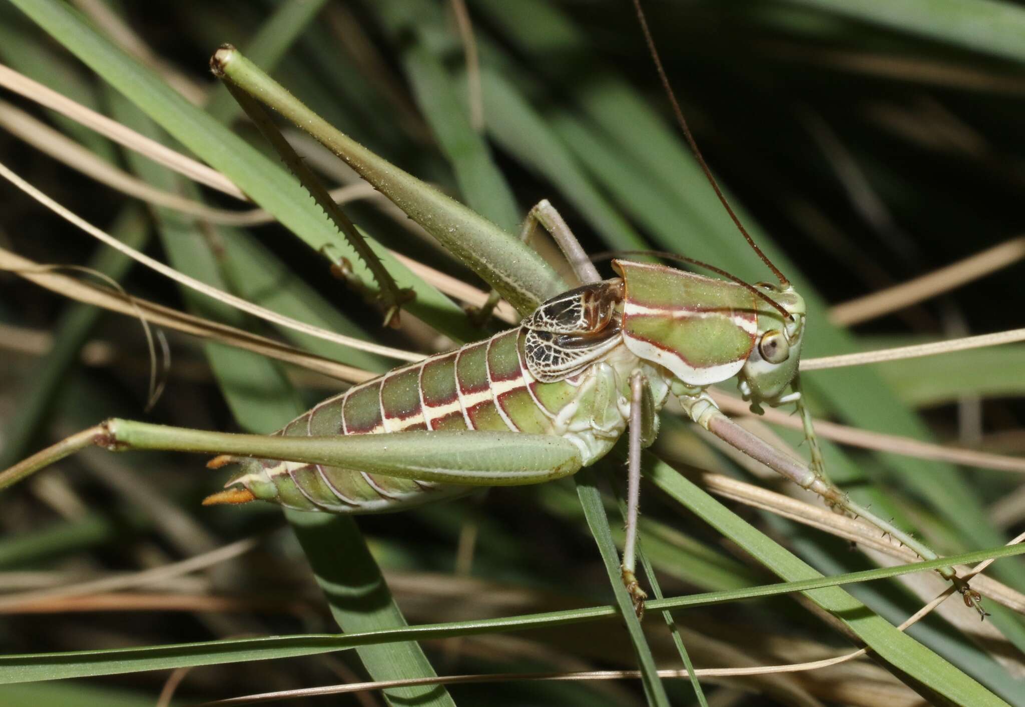 Image of Two-lined Shieldback