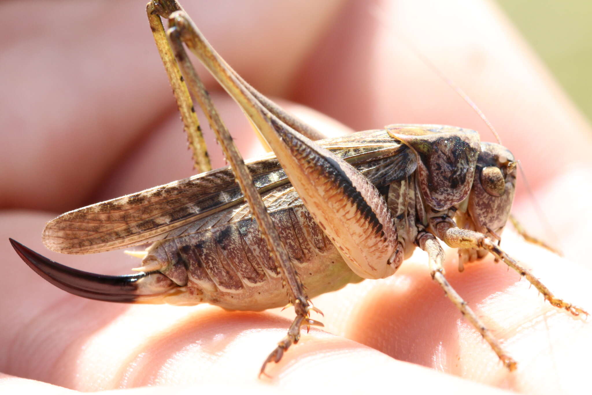 Plancia ëd Platycleis albopunctata albopunctata (Goeze 1778)