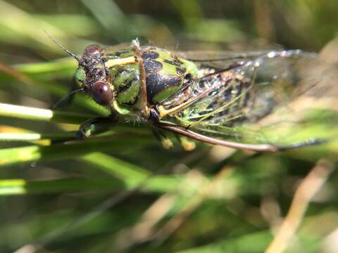 Image of chorus cicada