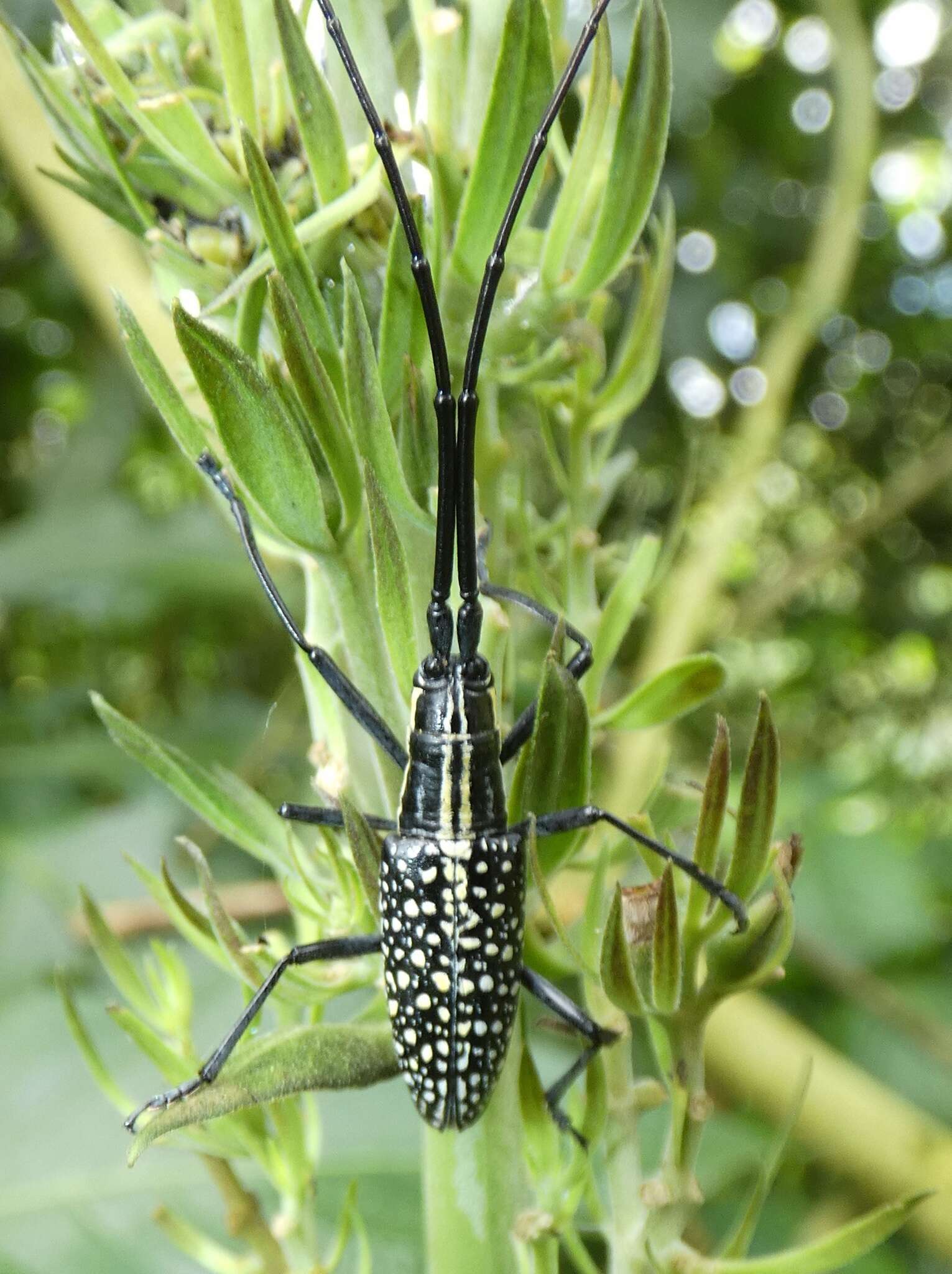 Image of Ptychodes taeniotoides Thomson 1865