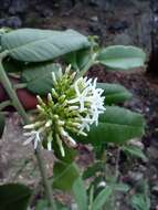 Image of Vallesia conzattii Standl.