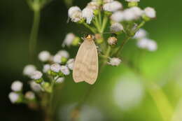 Image of Tricypha Möschler 1878