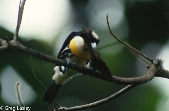 Image of Spot-crowned Barbet