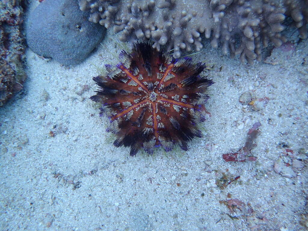 Image of variable fire urchin