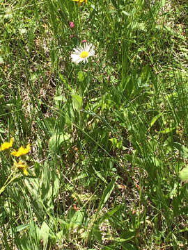 Image of large mountain fleabane