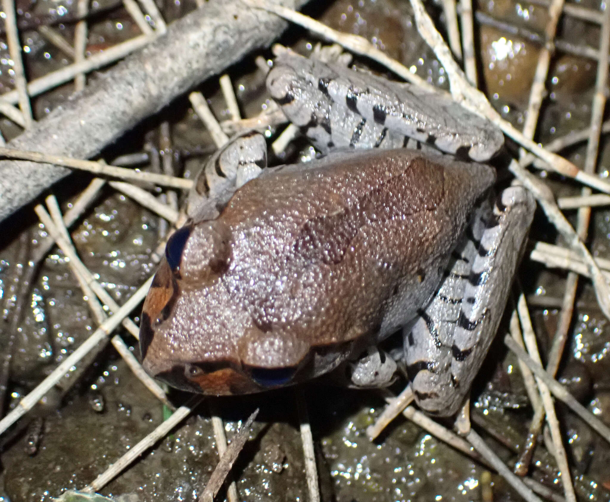 Image of Fleay’s Barred-frog