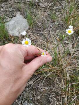 Image of Erigeron allisonii