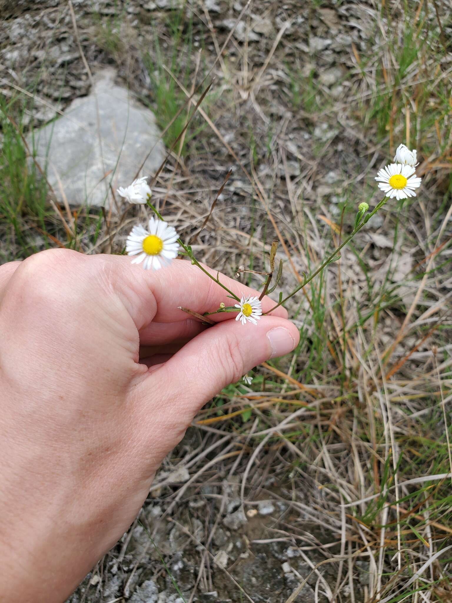 Слика од Erigeron allisonii