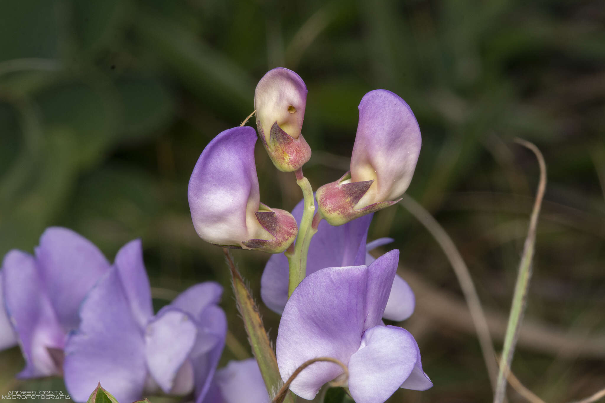 Imagem de Lathyrus nervosus Lam.