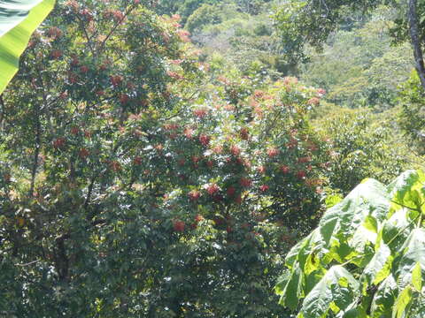 Image of Mosquitoxylum