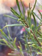 Image of Eremophila latrobei subsp. glabra (L. S. Smith) R. J. Chinnock