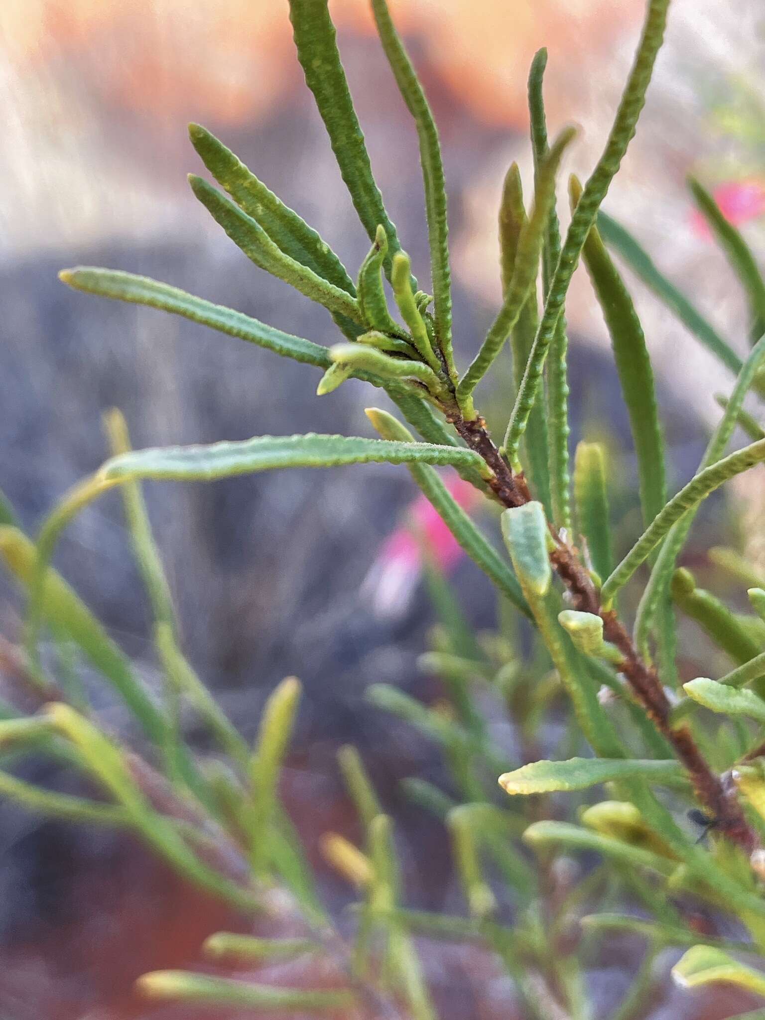 Image of Eremophila latrobei subsp. glabra (L. S. Smith) R. J. Chinnock