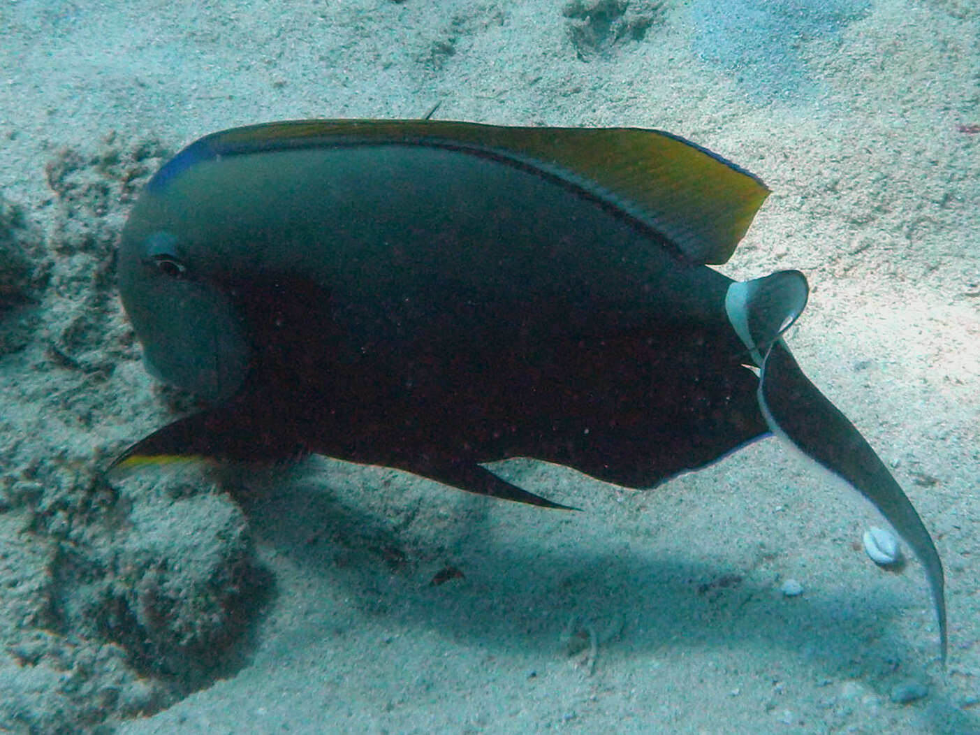 Image of Black-barred Surgeonfish