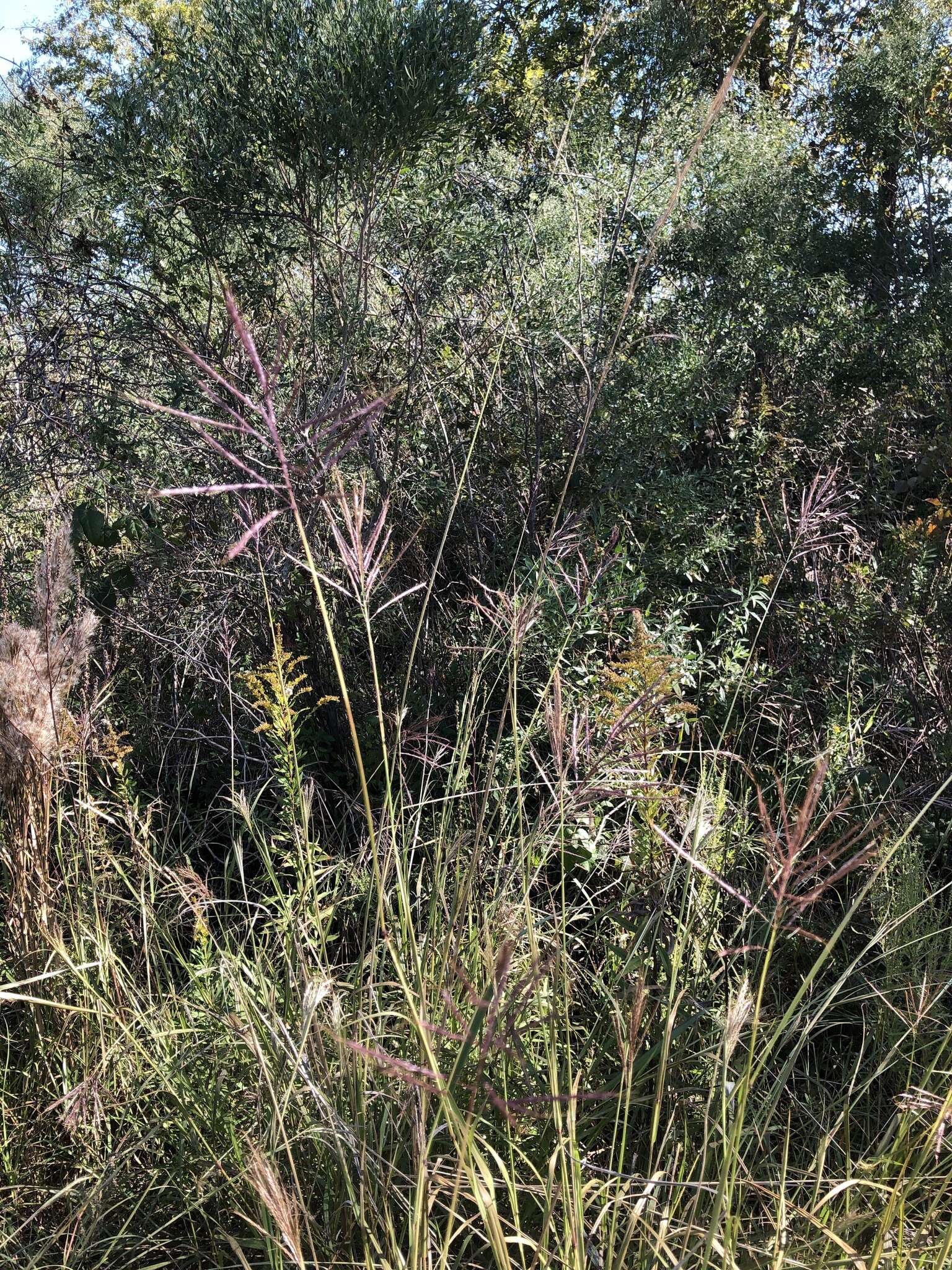 صورة Bothriochloa bladhii (Retz.) S. T. Blake