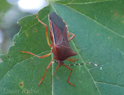 صورة Anasa varicornis (Westwood 1842)