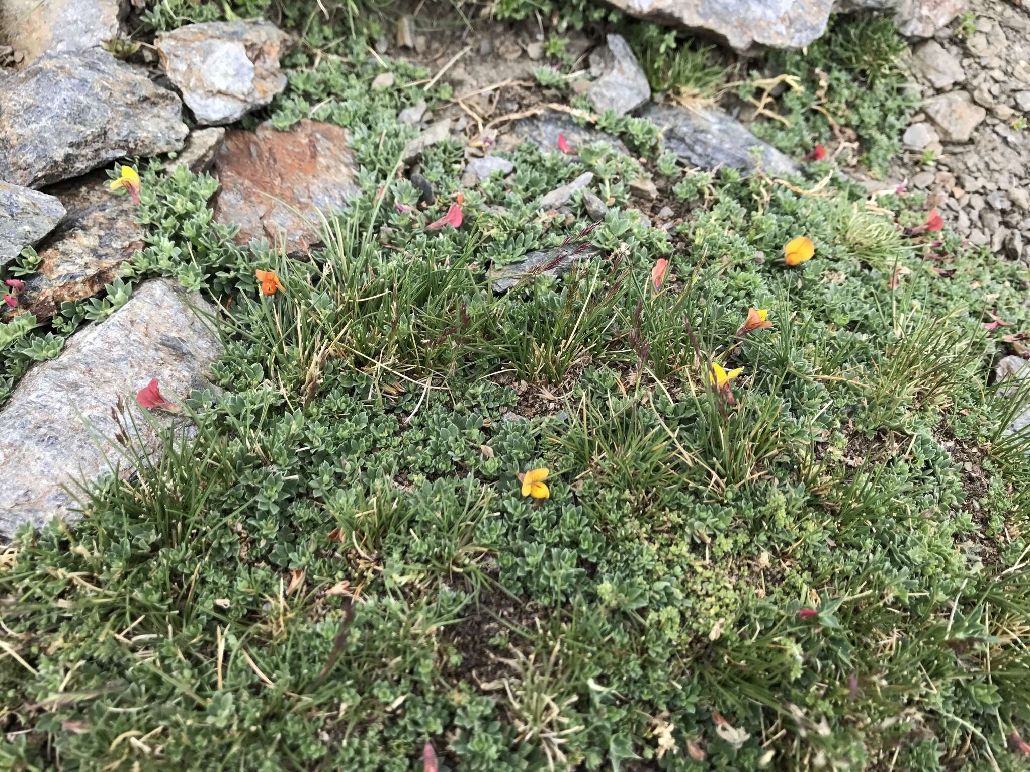 Image of Lotus corniculatus subsp. glacialis