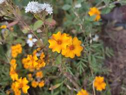 Tagetes tenuifolia Cav. resmi