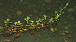 Image of Ludwigia taiwanensis C. I. Peng